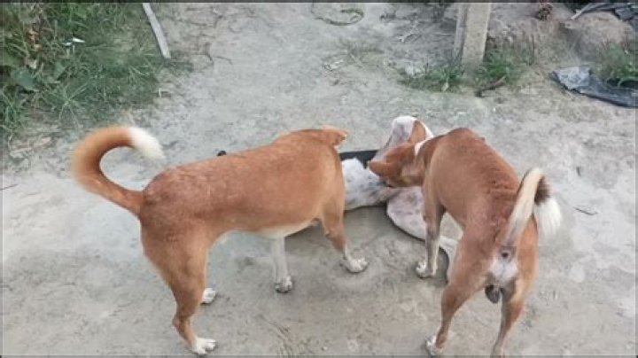 Exploring the World of Dog XXX: A Comprehensive Guide