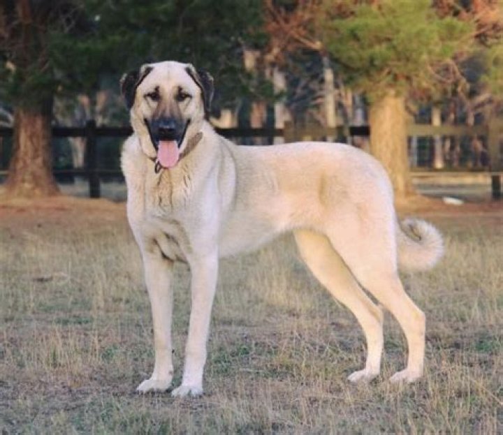 Kangal Shepherd Dog: The Majestic Turkish Guardian Breed